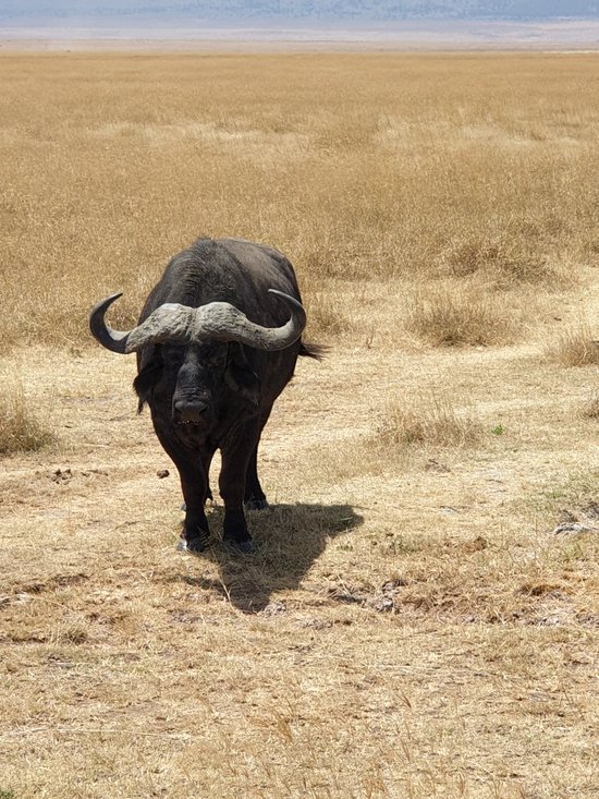 3DAYS/2NIGHTS LAKE MANYARA PARK