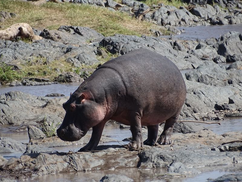 5 days Tanzania camping safari