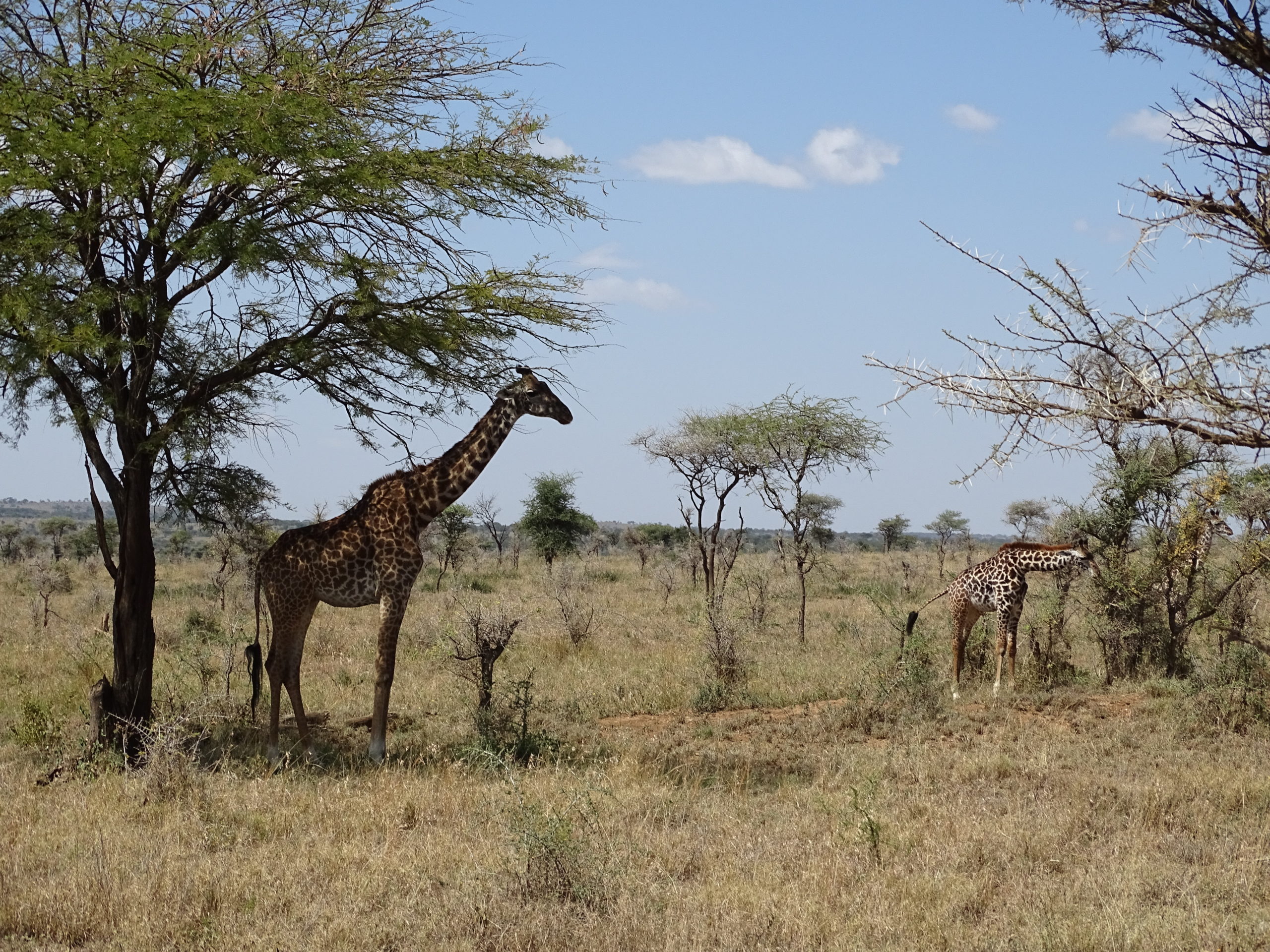 4DAYS/3NIGHTS LAKE MANYARA PARK AND NGORONGORO CRATER